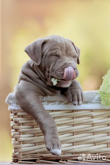 Щенки американского питбультерьер