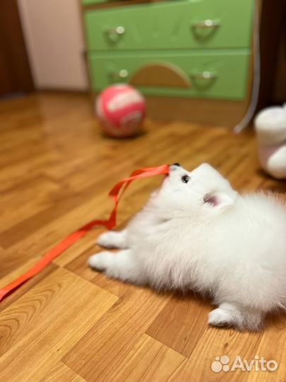 Щенки шпица