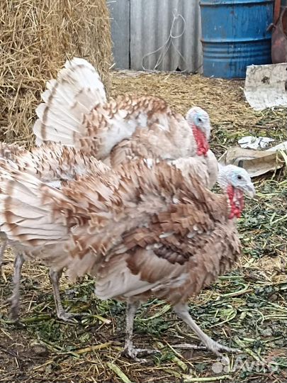 Индюки породы красный бурбон