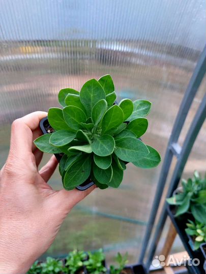 Петуния ампельная