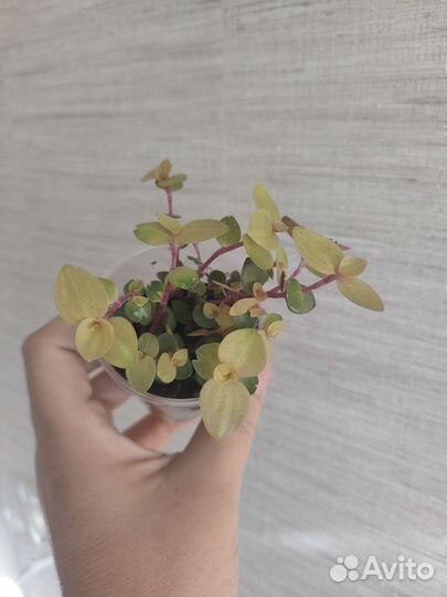 Коллизия розовая пантера и другие