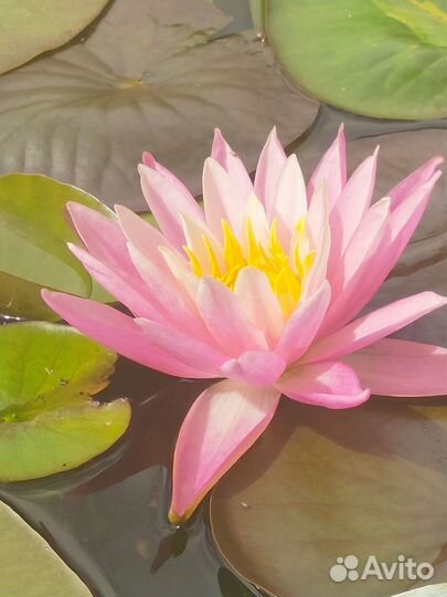 Нимфеи для пруда в больших горшках