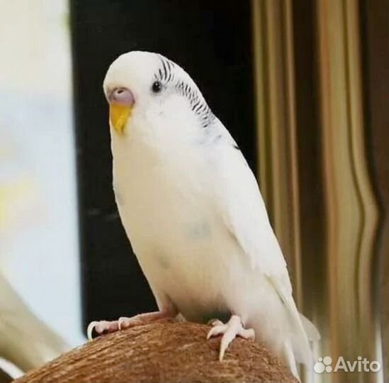 Попугай волнистый Белый