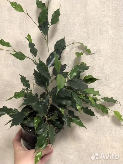 Фикусы сорт Экзотика