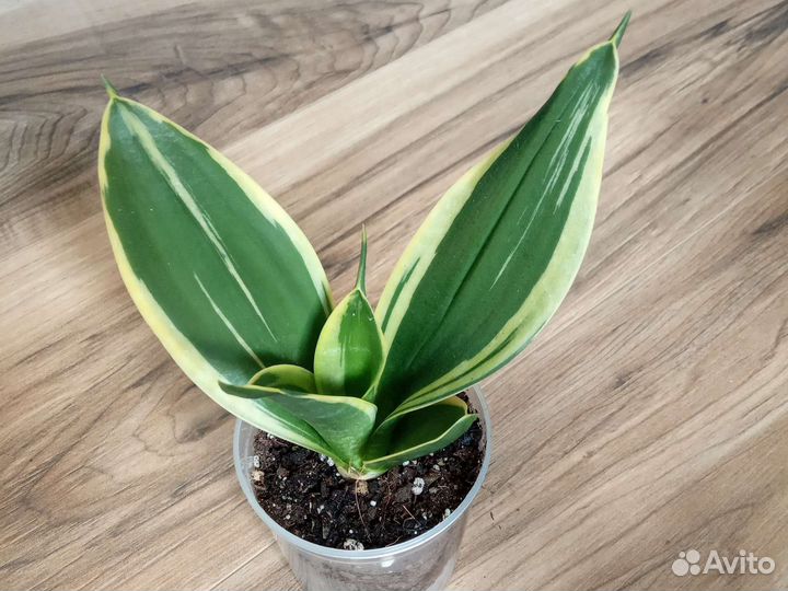 Сансевиерия Ханни Крео Вариегата Lucille Polan