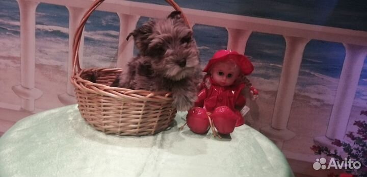 Редкие окрасы йорков