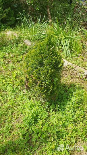 Кипарисы. Туи