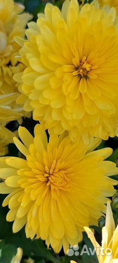 Хризантема в саду