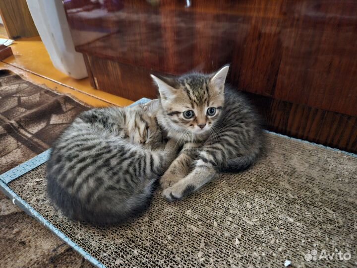 Кошка в дар бесплатно