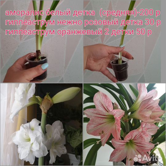 Гиппиаструм