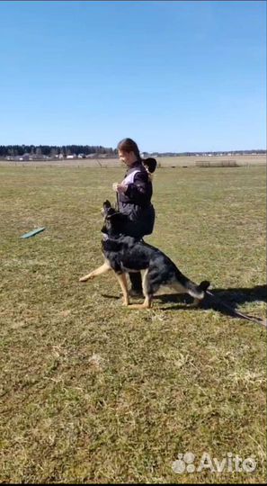 Услуги кинолога,передержка