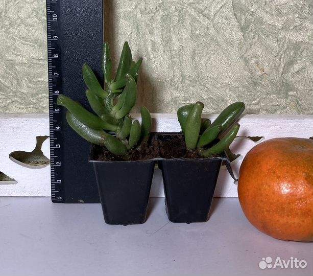 Толстянка (крассула) овата хоббит