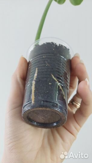 Филодендрон Strawberry Shake, Ло Споттед