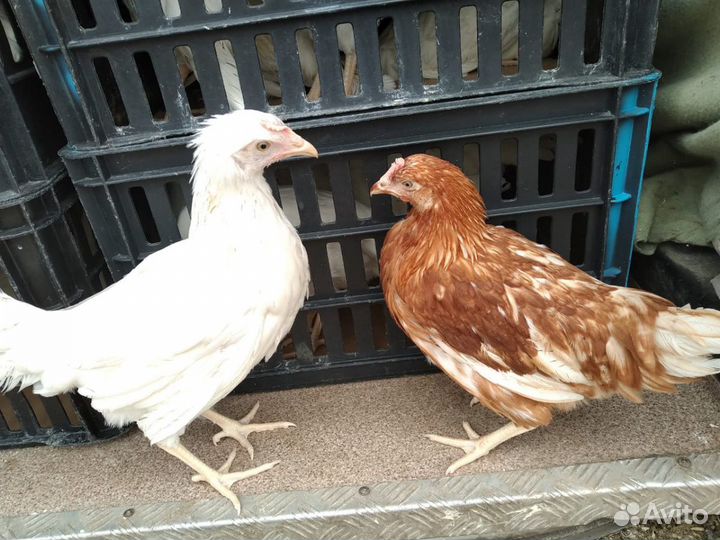 Продам гуси 2,5 месяца