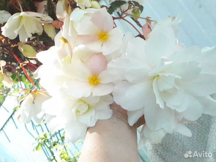 Бегония ампельная