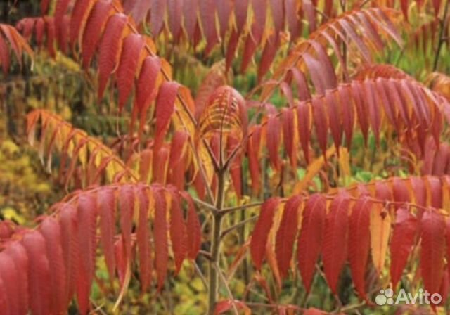 Саженцы сумах оленерогий