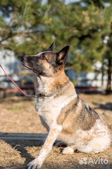 Молодой песик-трехлапка в Добрые руки