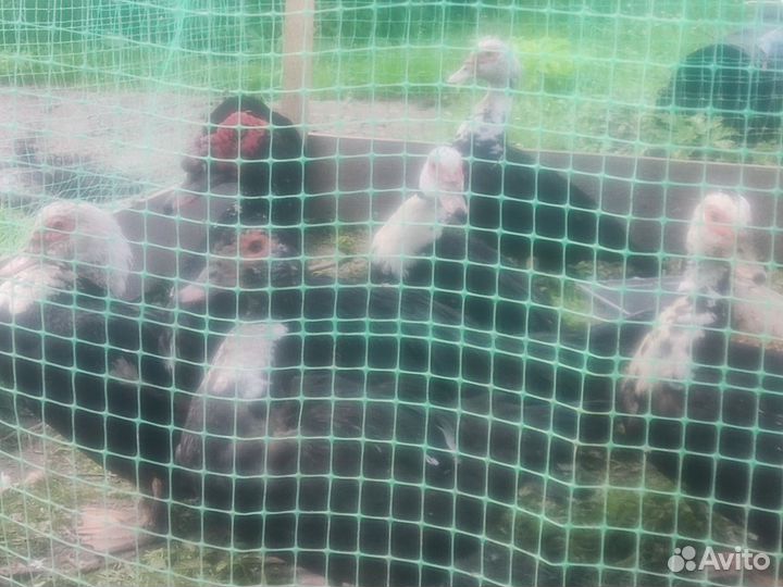 2 семьи индоуток