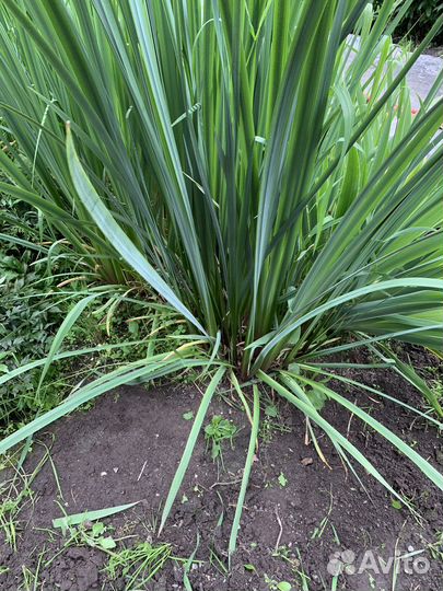 Цветы ирисы доя бассейнов и оформления дизайнов