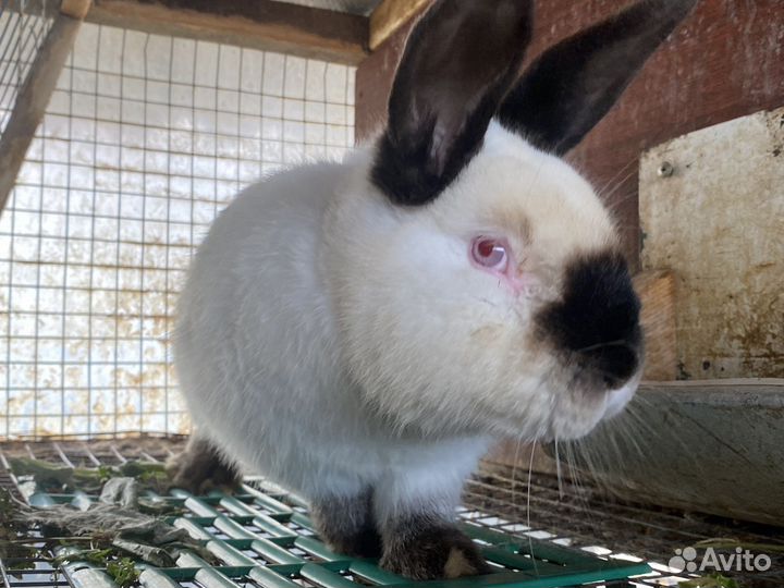 Кролики калифорнийцы