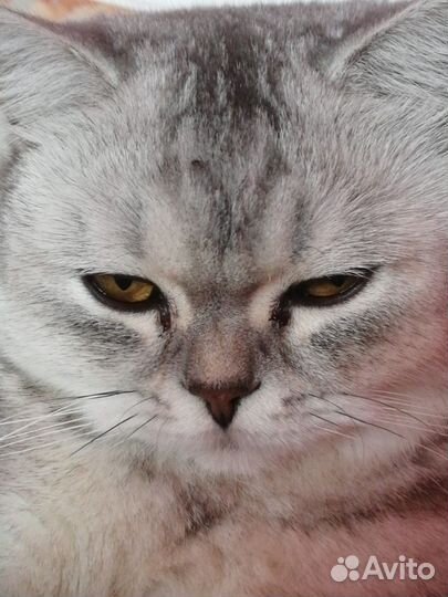 Шотландская кошка