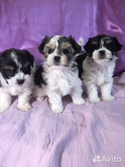 Щеночки Бивера