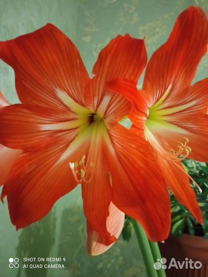 Гиппеаструм