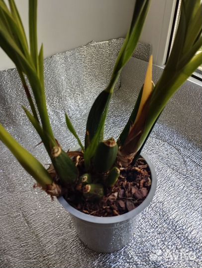 Зигопеталум, Голубой ангел