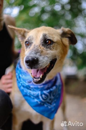 Собака в добрые руки отдам бесплатно