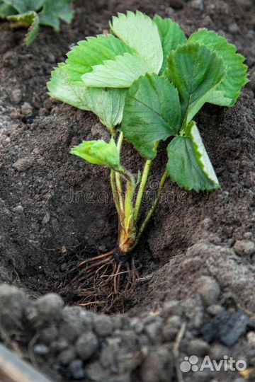 Клубника саженцы