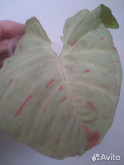 Сингониумы Ред харт, Манго Аллюр, Милк Конфетти