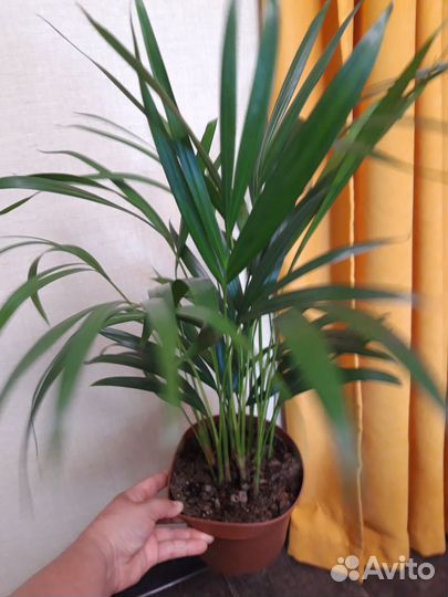 Пальма Арека