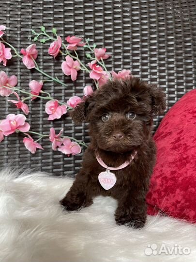 Exclusive maltipoo chocolate