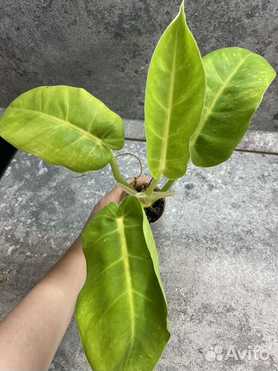 Филодендроны