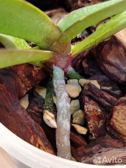 Орхидея фаленопсис