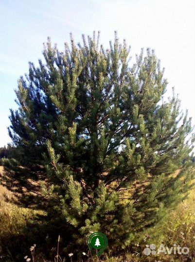 Сосна артикул L-2650