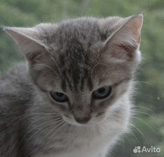 Котенок мальчик