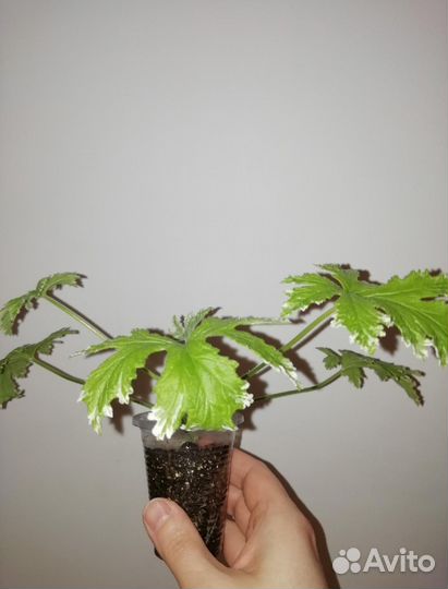 Разные комнатные цветы