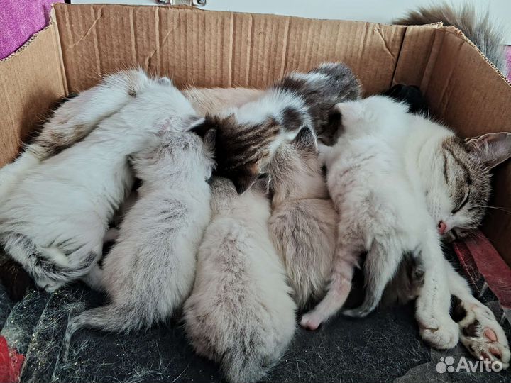 Котята отдам в добрые руки бесплатно