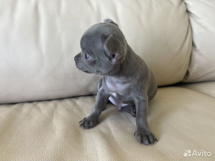 Щенки чихуахуа