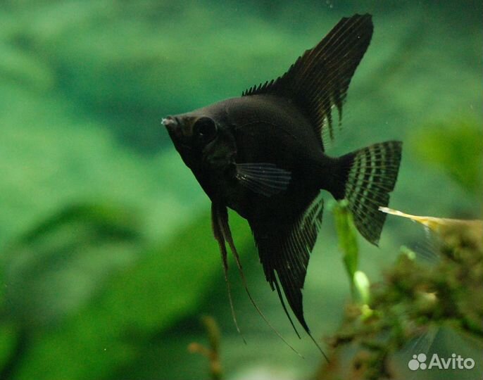 Аквариумные рыбки оптом