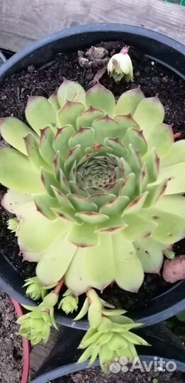 Садовые сукуленты гиганты