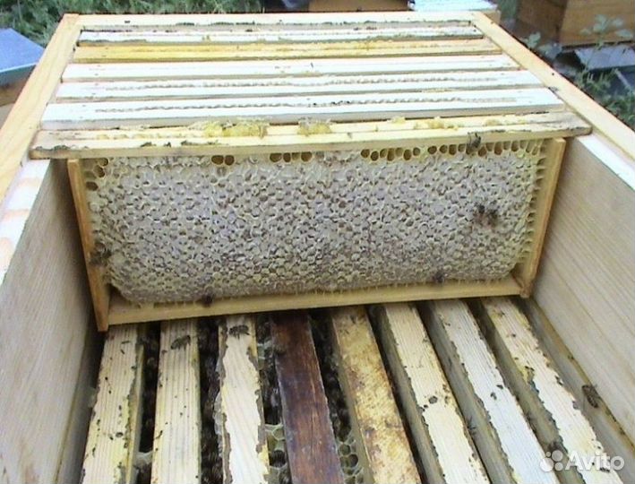 Мед В сотах белая акация