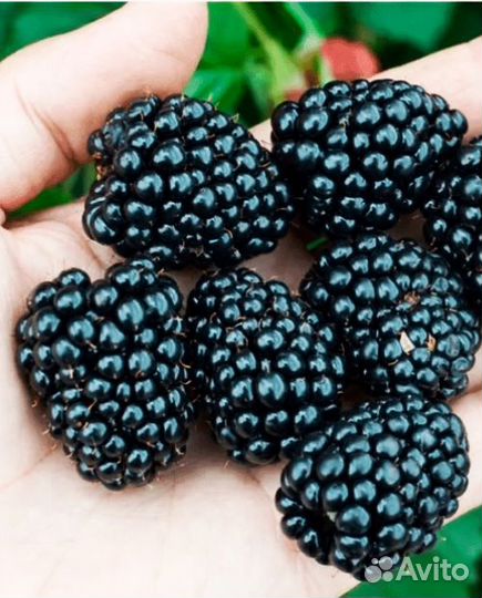 Саженцы ежевики небеса могут подождать