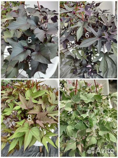 Ипомея батат более 20 сортов