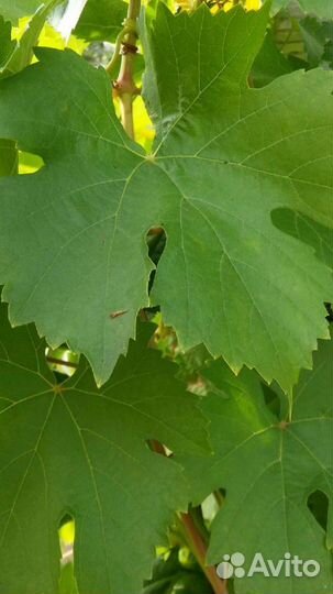 Виноградные листья для долмы