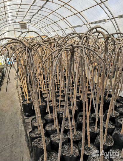 Шелковица на штамбе (тутовник)