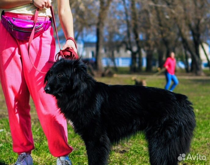 Собака из приюта ищет дом