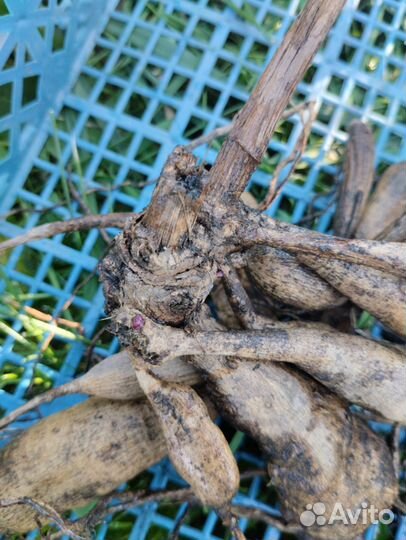 Клубни георгин