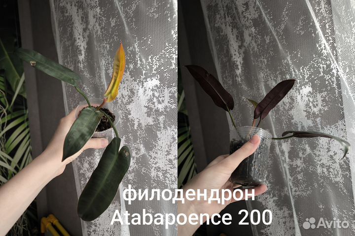 Комнатные растения